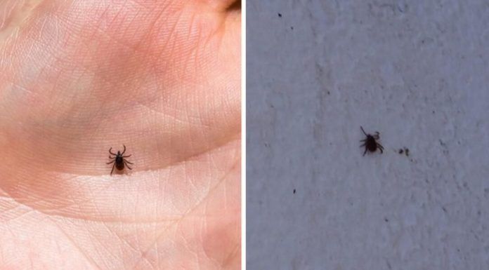 Como acabar con las garrapatas y pulgas dentro de la casa y el patio