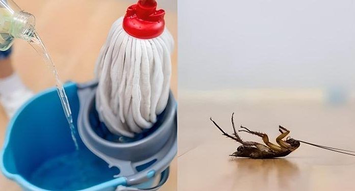 Mezcla casera para trapear el piso y alejar a las cucarachas de la cocina