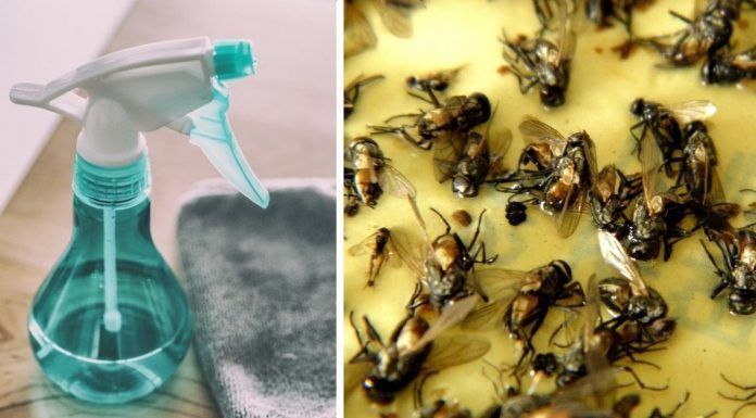 Truco casero para eliminar las moscas en temporada de calor
